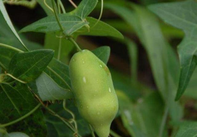 果子,国外叶子都拿来食用,殊不知根部更珍贵|根部|果实|有毒_新浪新闻