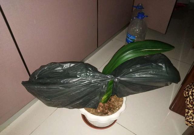 一定要减弱光照,就是在白天也要用一个黑色塑料袋,把君子兰的叶片和基