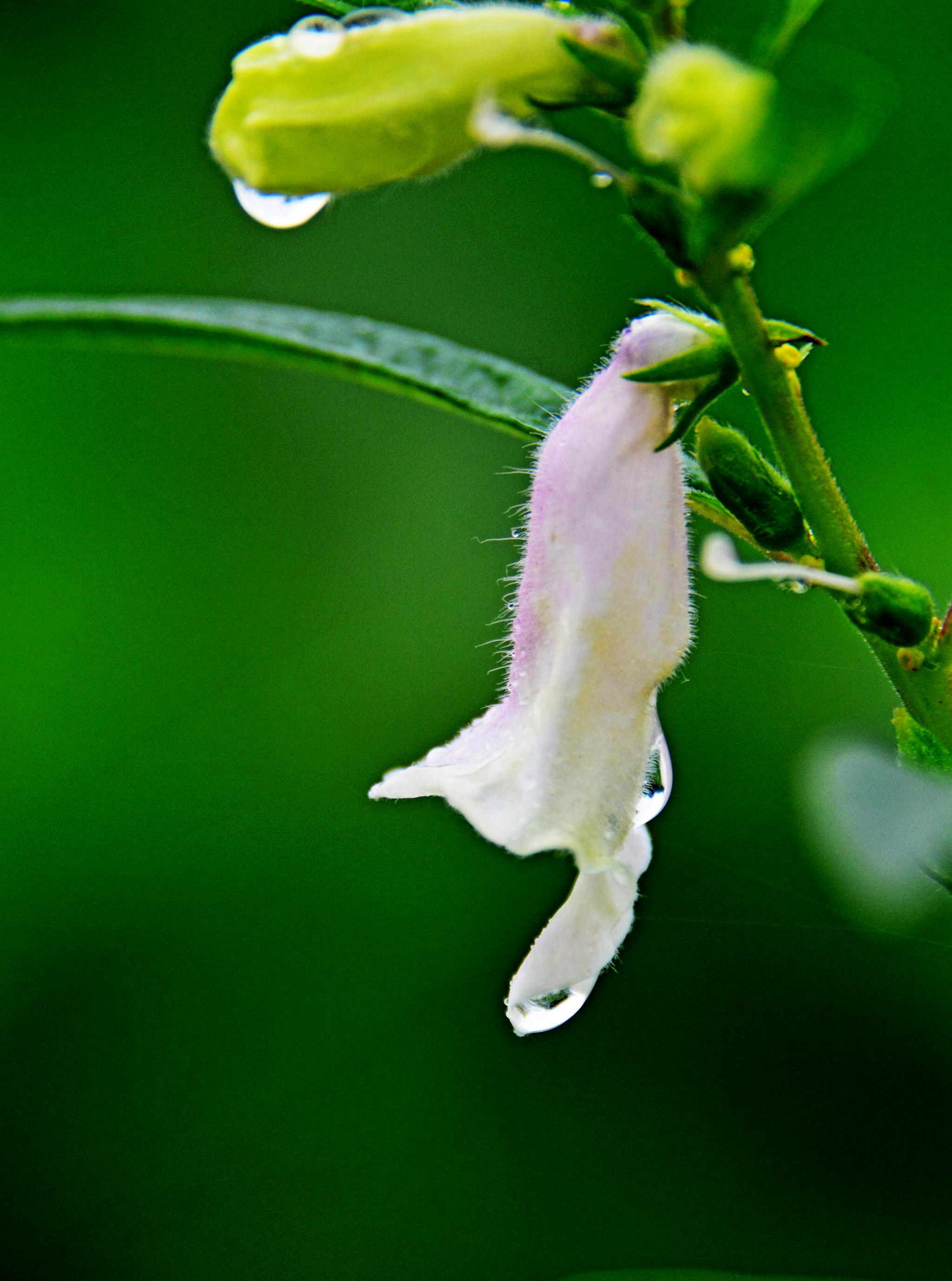 雨后乡村的早晨