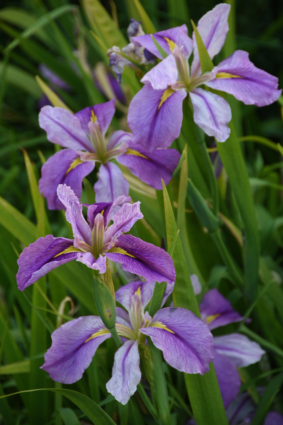 紫色鸢尾花 翠碧点紫 蝶韵诗意 高清图集 新浪网
