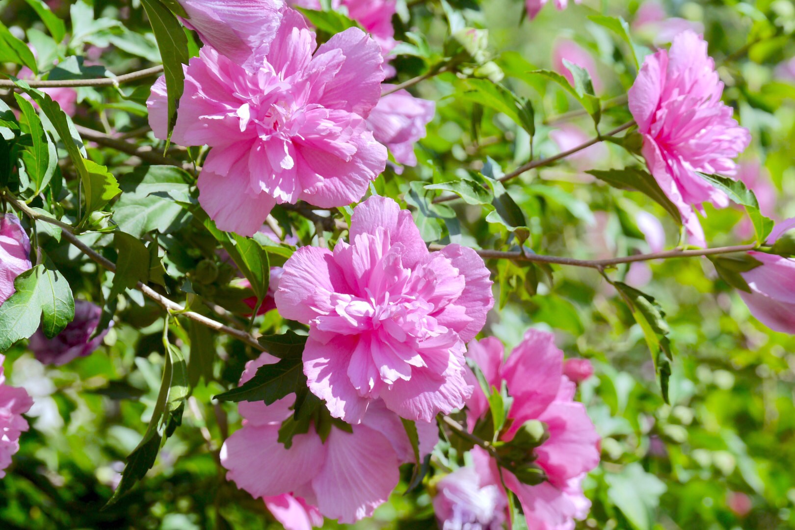 美丽的木槿花_高清图集_新浪网
