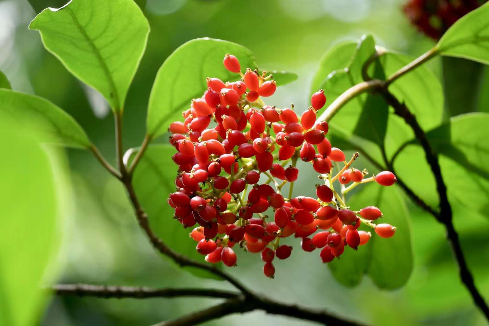 美丽的红果实,山桐子__财经头条