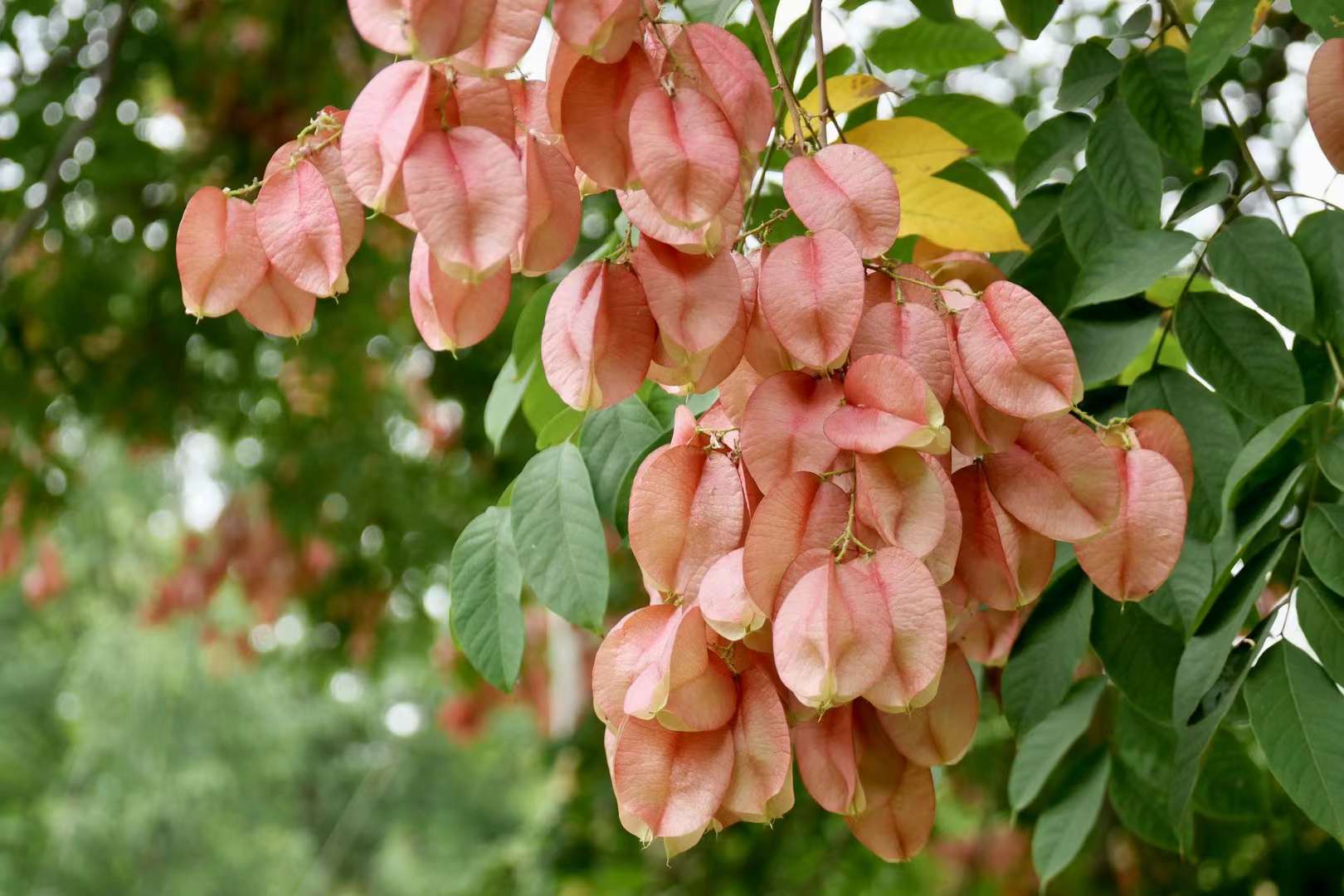 秋实栾树蒴果中科院武汉植物园