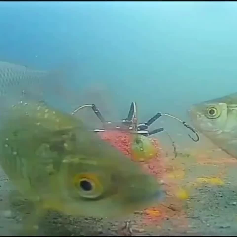 高清镜头带你看翻板钩的诱鱼效果,大鱼就是这样吃钩的,太精彩了