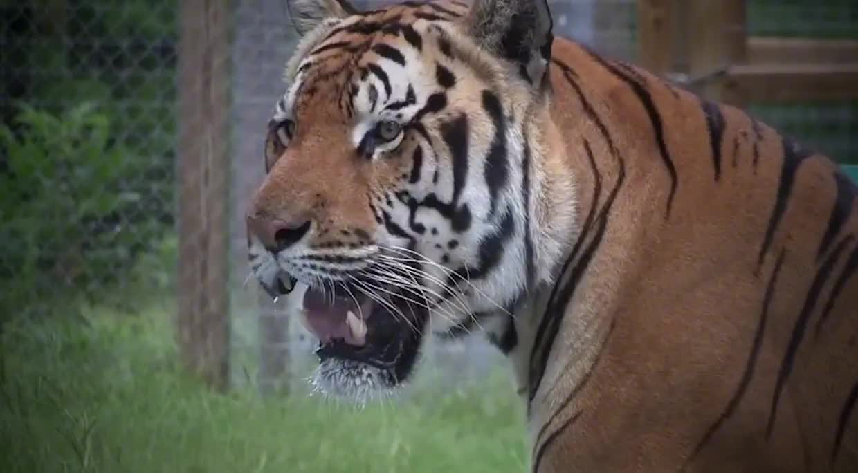 秒杀狮子的巨型老虎到底长什么样?身高接近1.8米太凶猛了