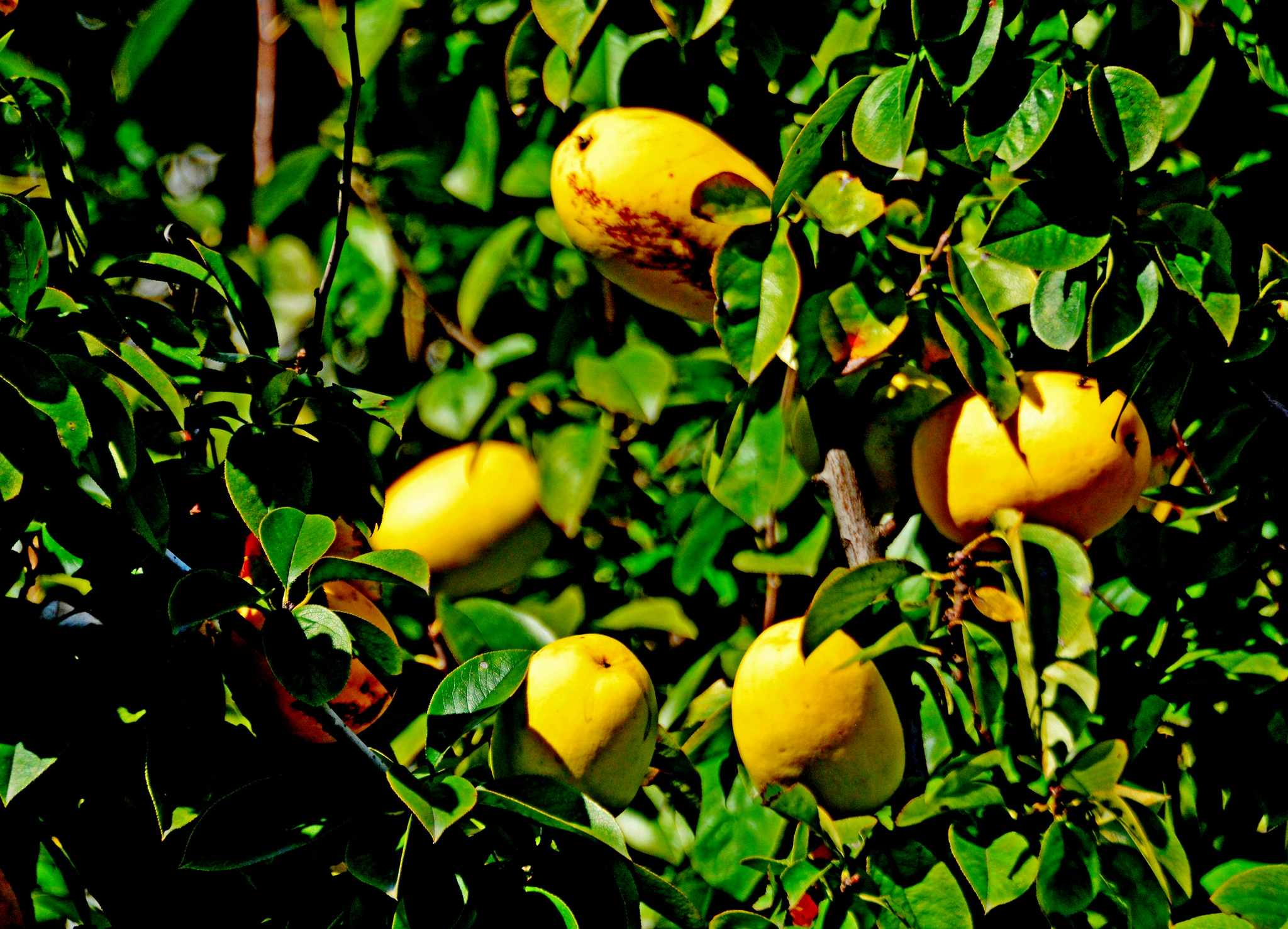 木瓜海棠果,有非常好的食用和药用价值,摄于无锡锡山区云林街道