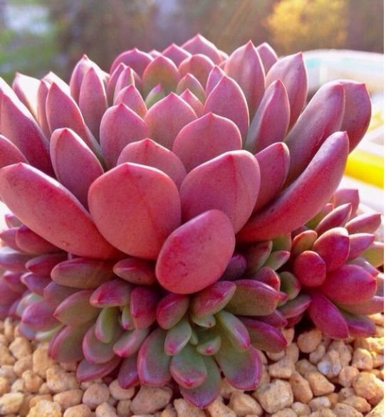 颜值超高的红宝石多肉,生长快易爆盆,更容易逆袭,花瓣重重叠叠