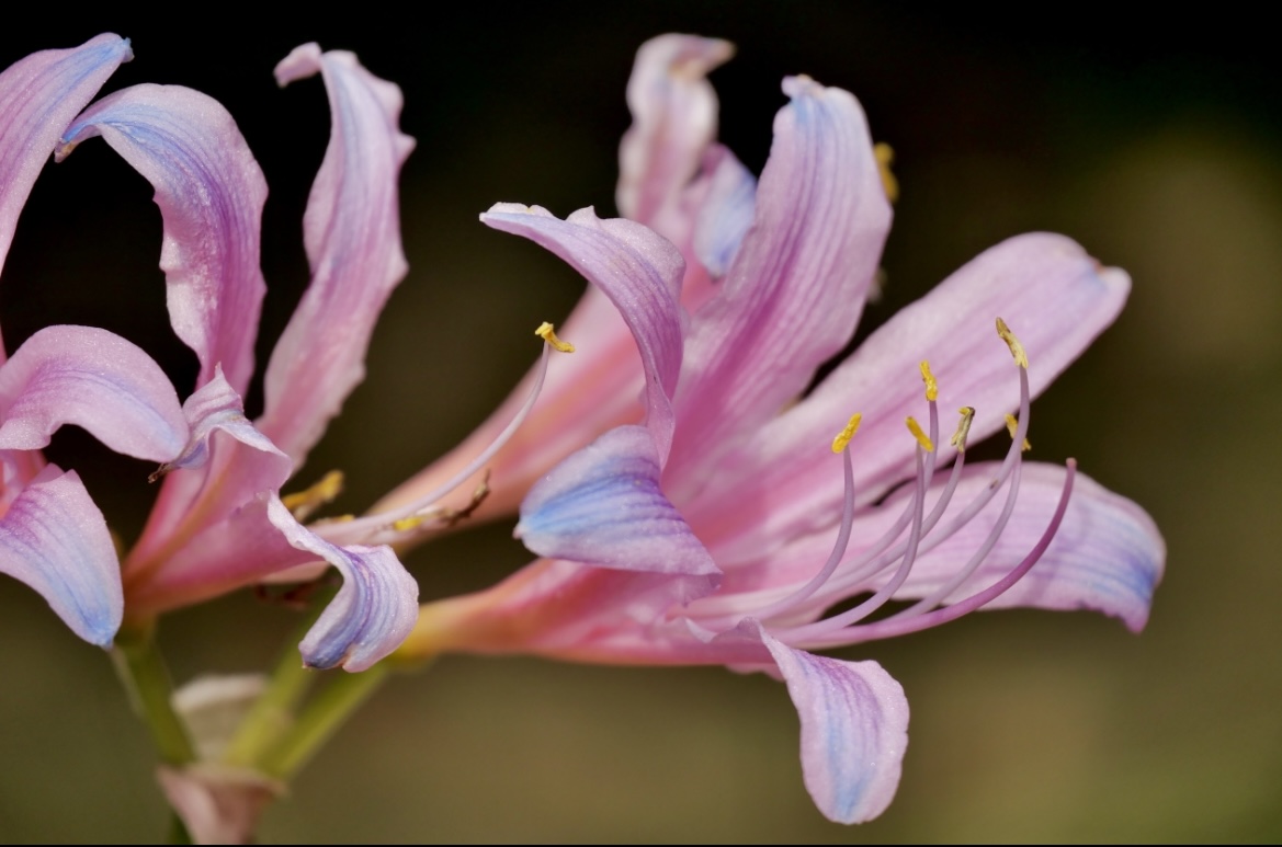 美丽梦幻的换锦花(中科院武汉植物园)__财经头条