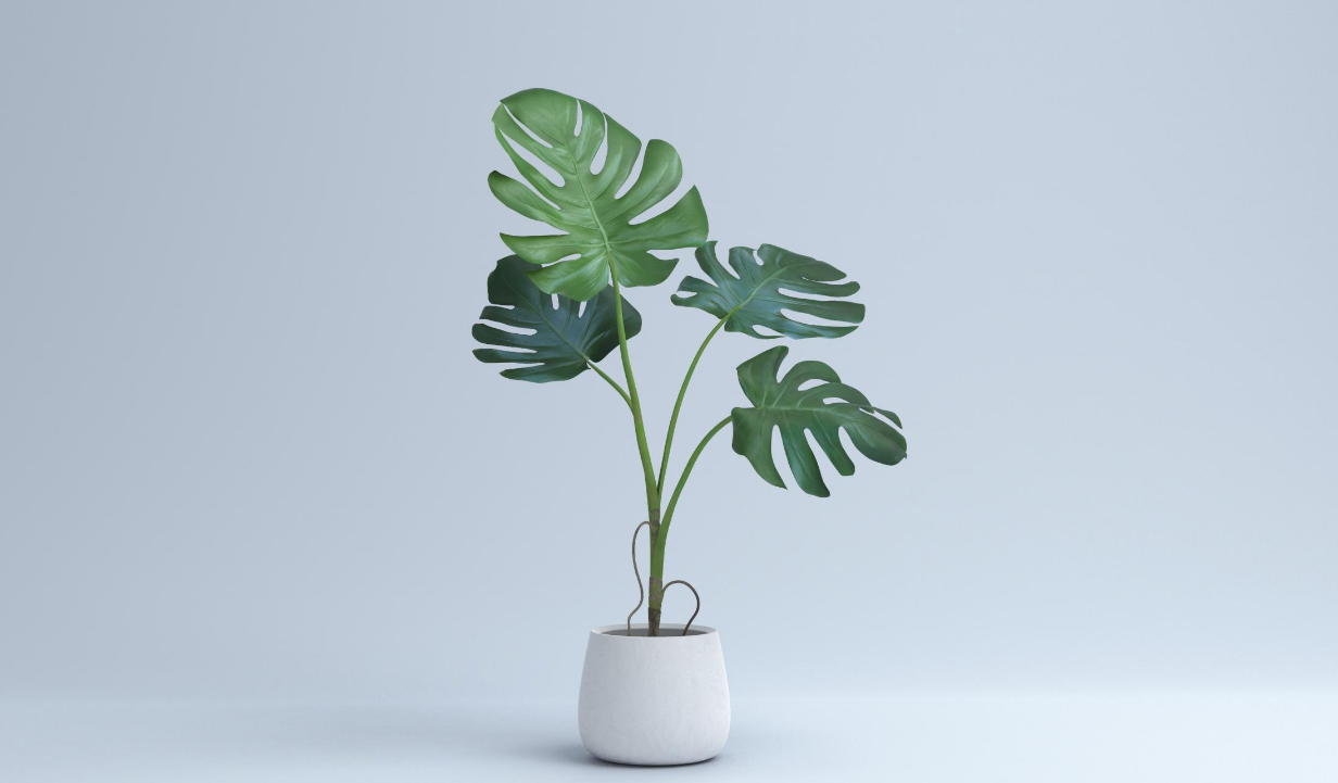 家居装修就选几种北欧风植物,华丽不普通,环境变更好__财经头条