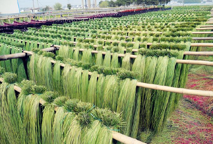吴淞江一带,席草历史悠久,旅游参观旺塔蔺草基地