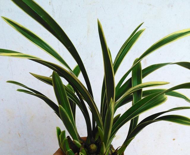 兰中极品"帝王妃",花开双色花,香味独特|兰花|帝王|矮种_新浪新闻