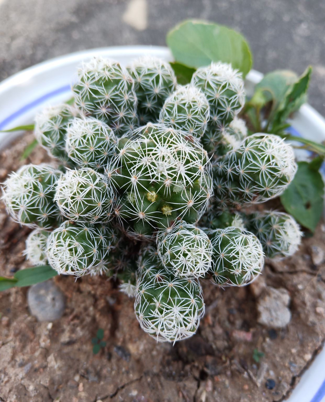 九种仙人球都爆花蕾啦,来看娟子养的仙人球,都是什么品种?