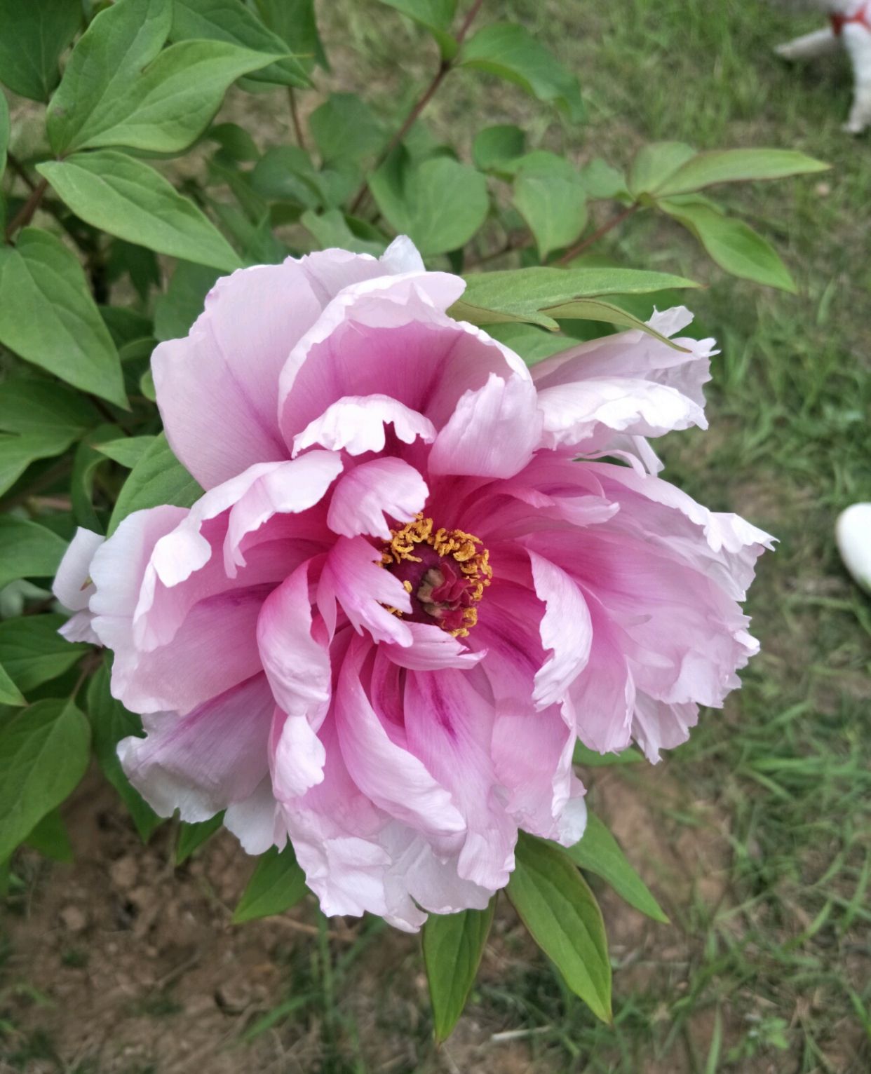 邯郸赵王遗址公园看牡丹花