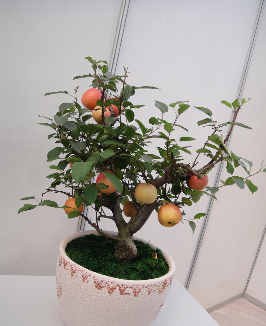苹果也能种盆栽,注意这6点,新鲜果子挂枝丫