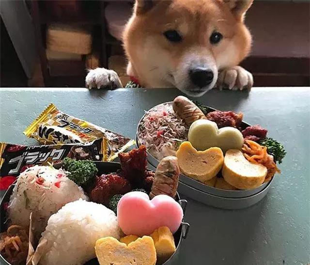 日本柴犬陪主人吃饭,"呆萌照"火遍ins,网友看了好生羡慕