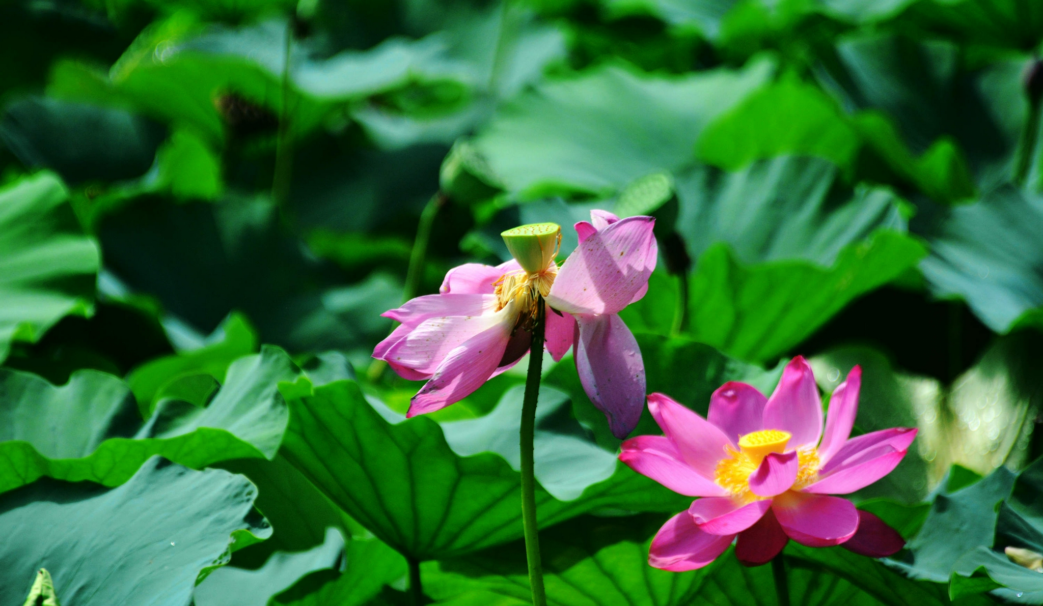 【雨中荷塘摄影图片】重庆花卉园生态摄影_摄色_太平洋电脑网摄影部落
