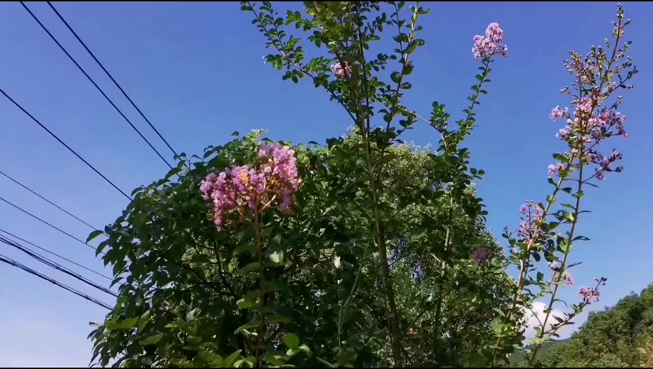 新歌上线,蒋婴《大傻瓜》,好听真好听!