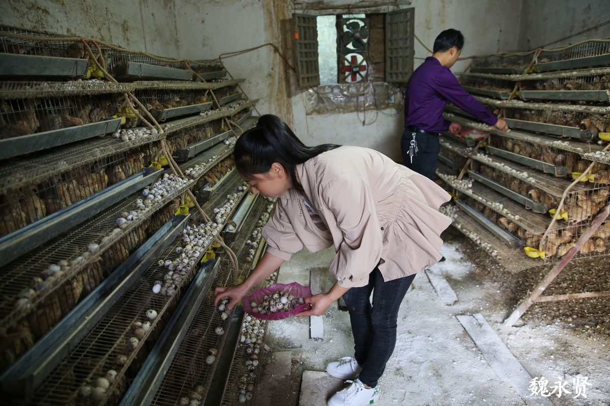 80后夫妻返乡养鹌鹑开始在土坯房里养如今的养殖场能养12万只