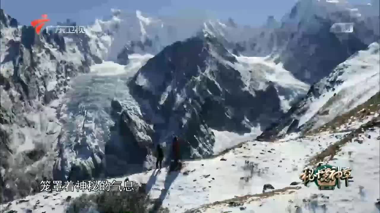 秘境神草梅里雪山北坡藏金不换收获困难重重 秘境神草梅里雪山北坡藏金不换收获困难重重