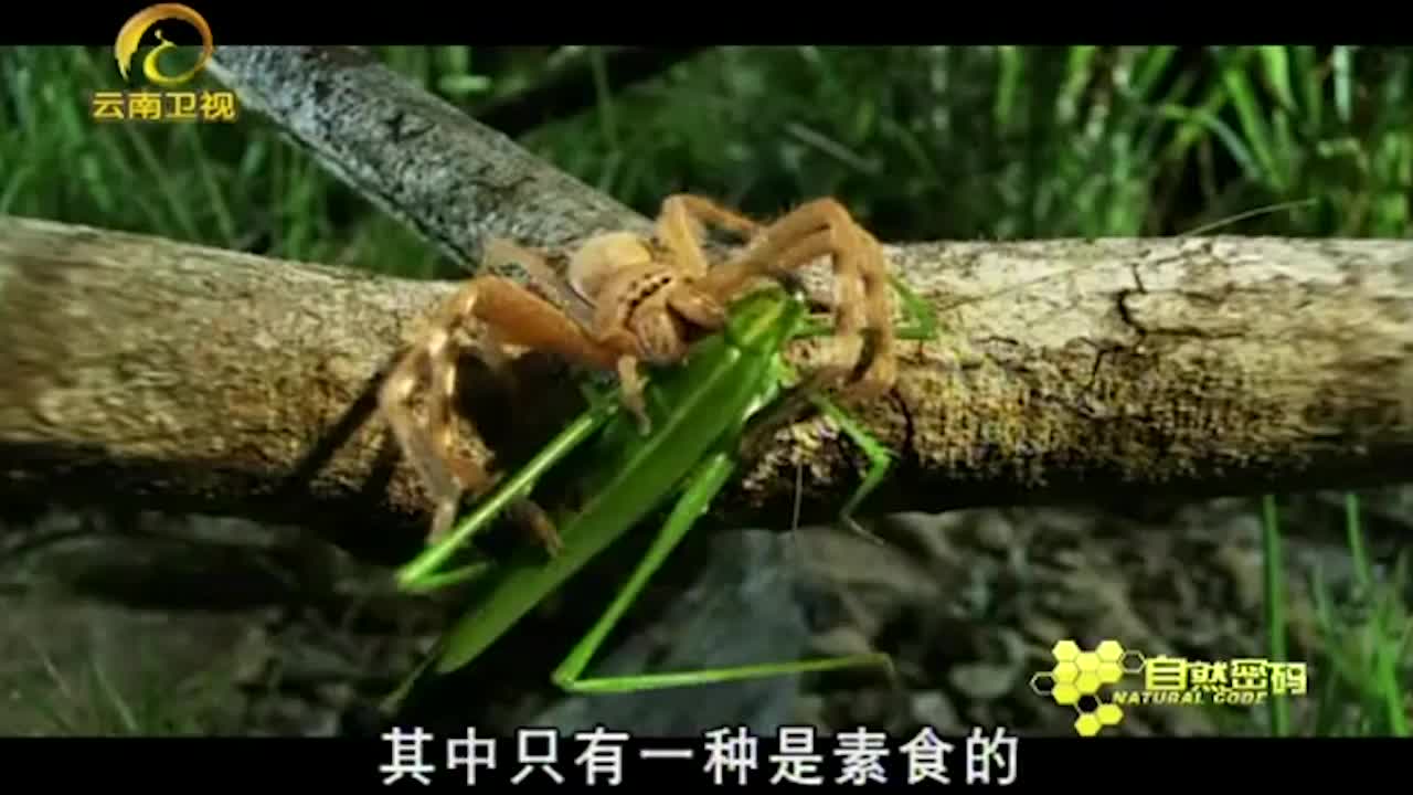 大纹猎人蛛vs丛林猎人蛛,双方都是实力派选手,谁能笑到最后?