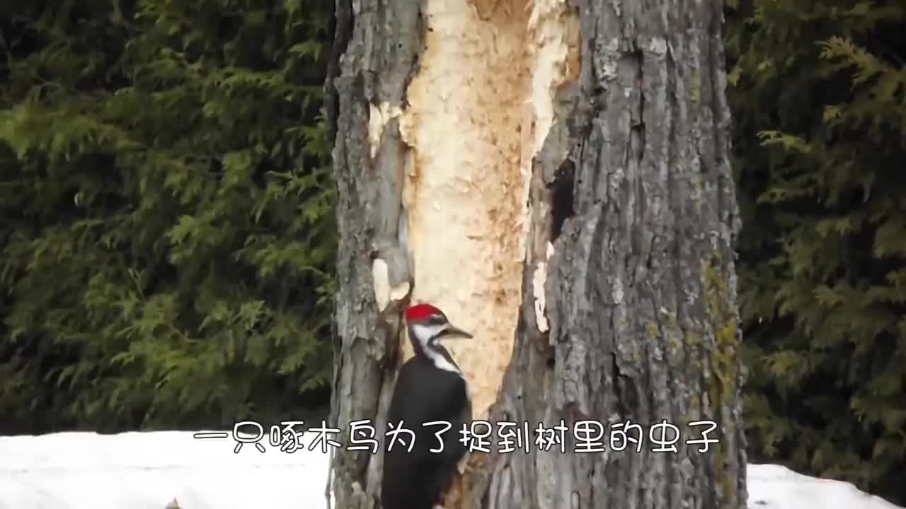 可怜的树木遇上"庸医"啄木鸟,树干被掏出一个大洞,它还不肯停