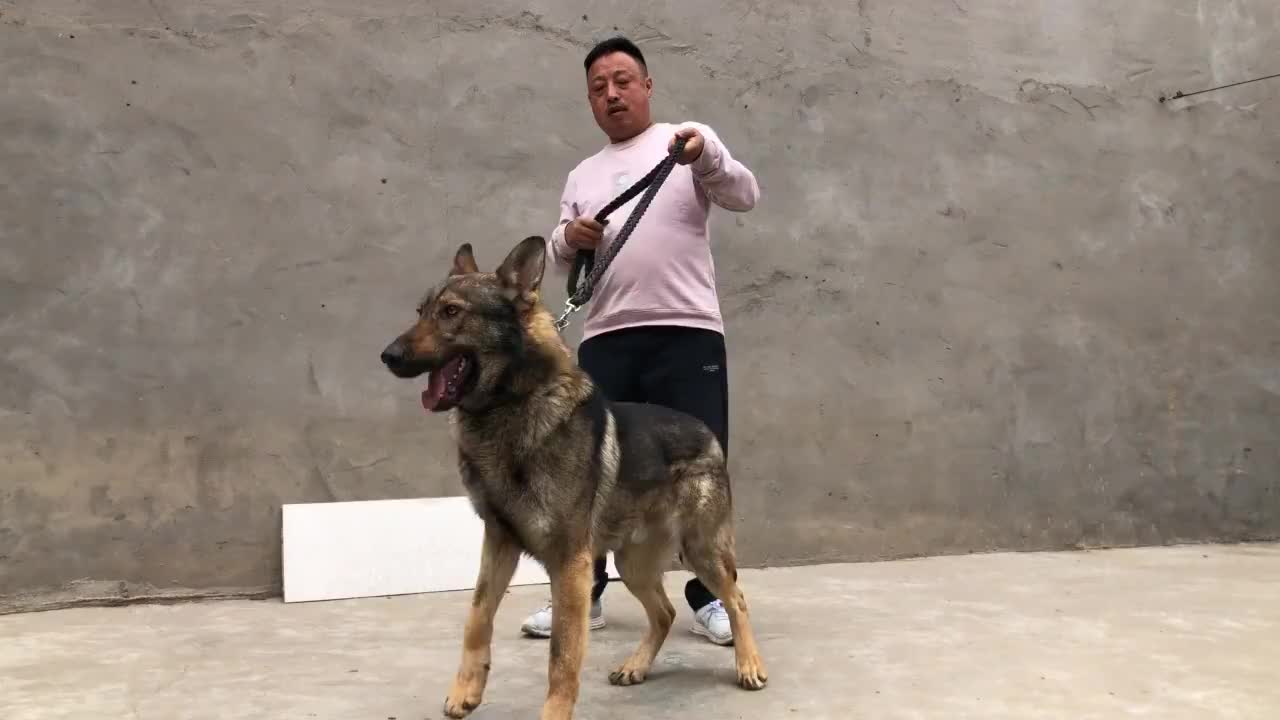 这只正宗老版昆明犬,聪明机警智商高,喜欢昆明犬的朋友来品评下
