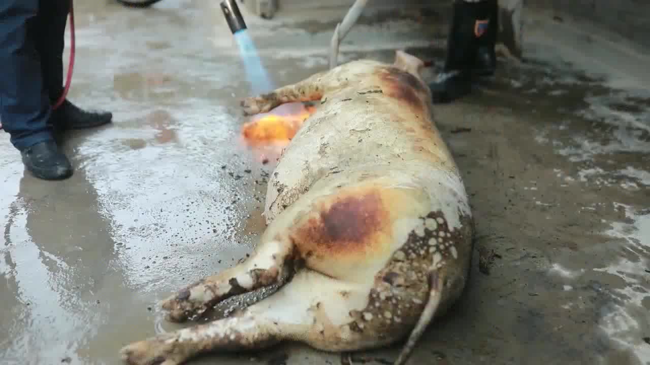 小姐姐家杀年猪就是热闹,两家人年年轮流杀猪!