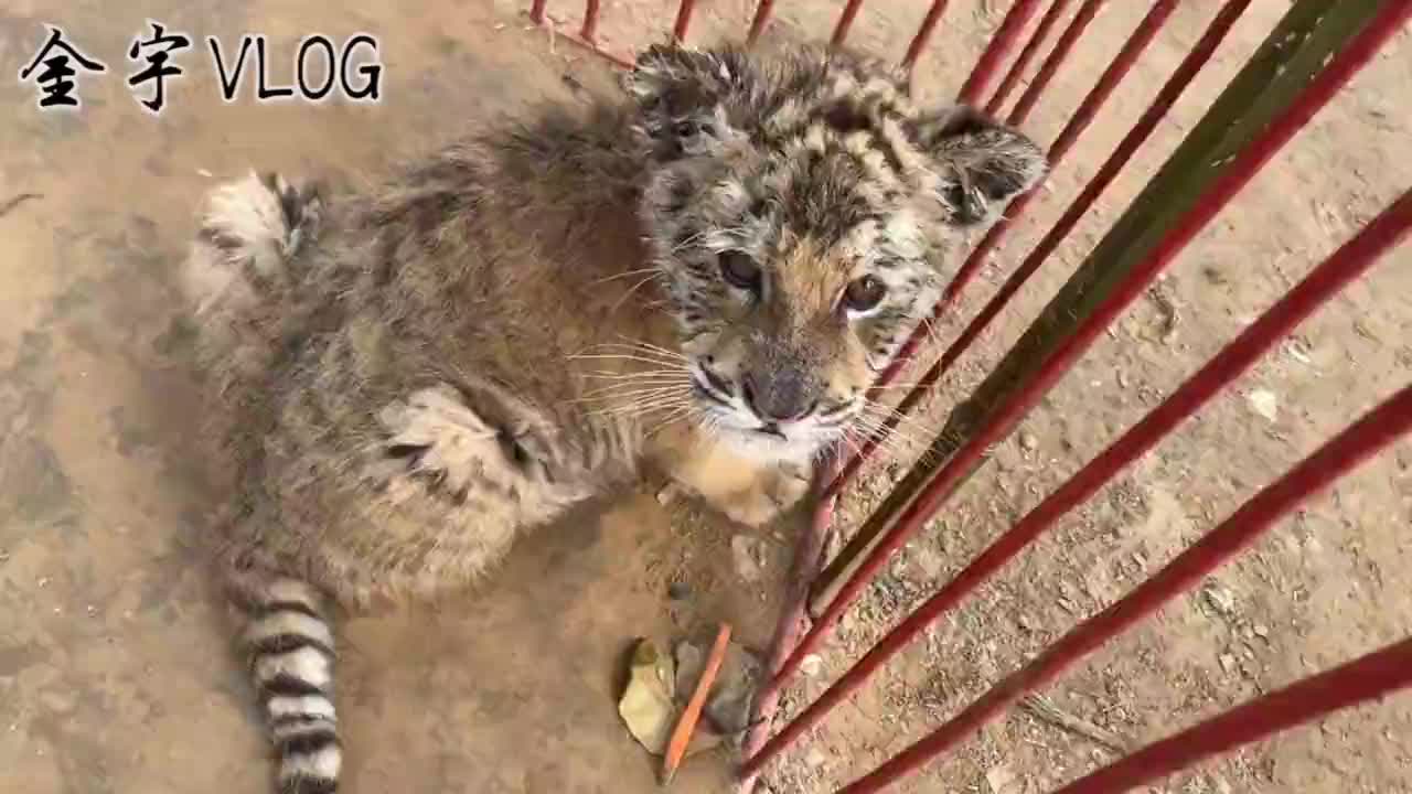 小老虎:我是老虎尊重一下我,我不是金毛.张着嘴露着虎牙要咬人