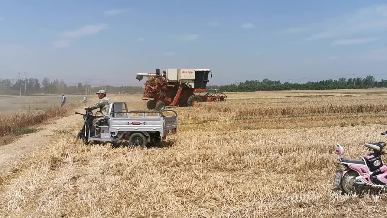 收麦现在都是机械收购配合不用进家就变现金够神速