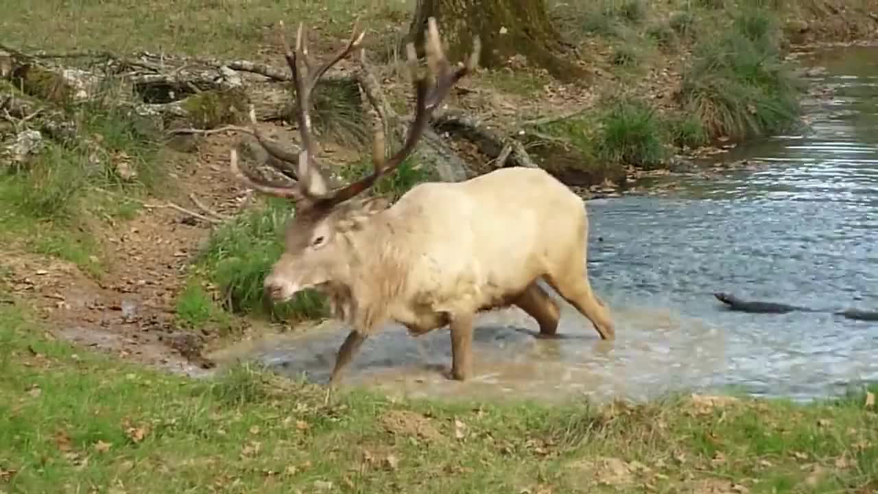 一只鹿在河边喝水喝着喝着就犯神经了这是怎么了
