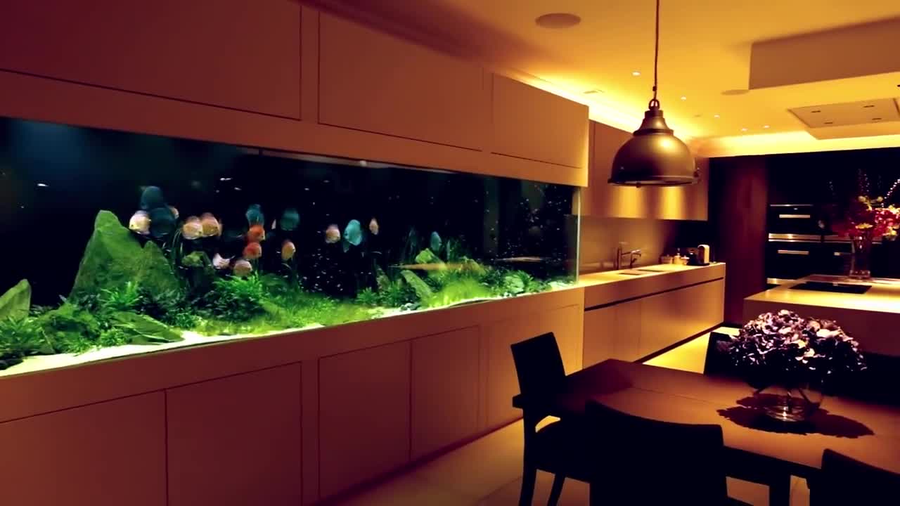 3米缸七彩神仙鱼群游