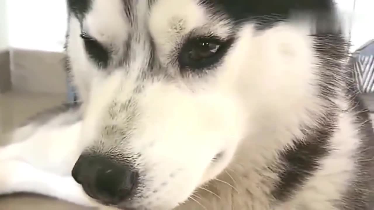 特殊时期不能出门哈士奇憋哭了一只狗竟然气哭了