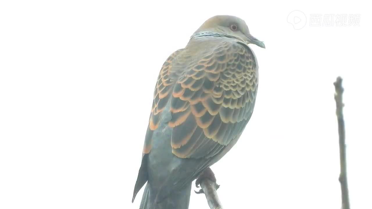 不怕淋雨的鱼鳞斑鸠这么大的雨都不飞走还在树枝上打瞌睡