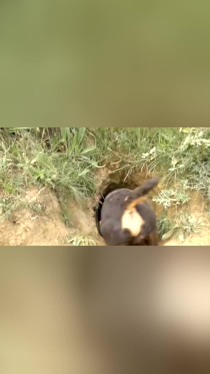 狗子一头钻进大洞差点被扯了进去结果拽出个大家伙