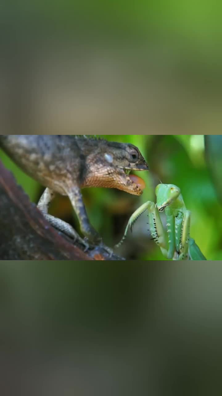 当蜥蜴遇上螳螂时竟毫无反抗之力螳螂你们对速度一无所知
