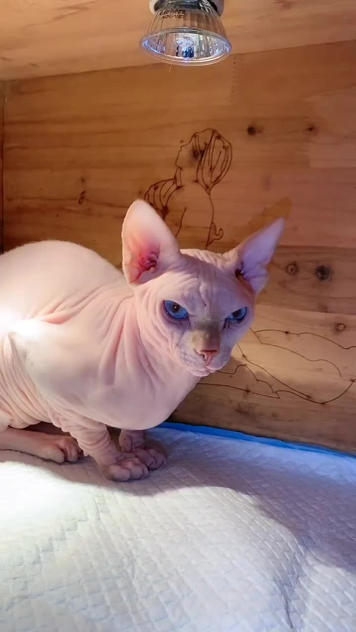 没有毛的猫__财经头条