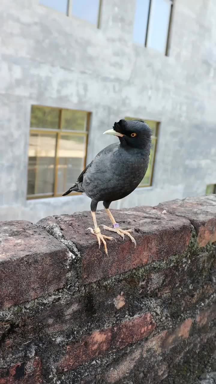 两只大黑鸟好漂亮_手机新浪网