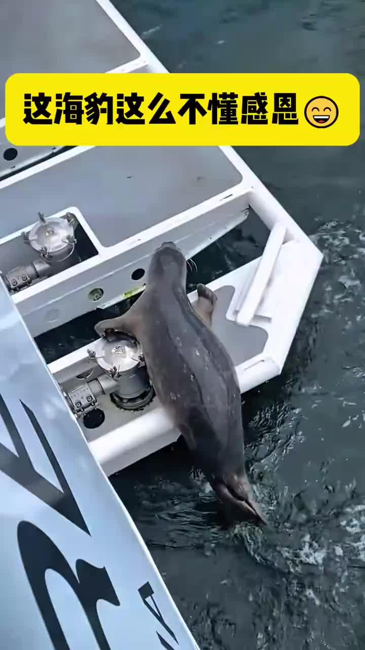 这海豹真不懂的感恩，被人救了！