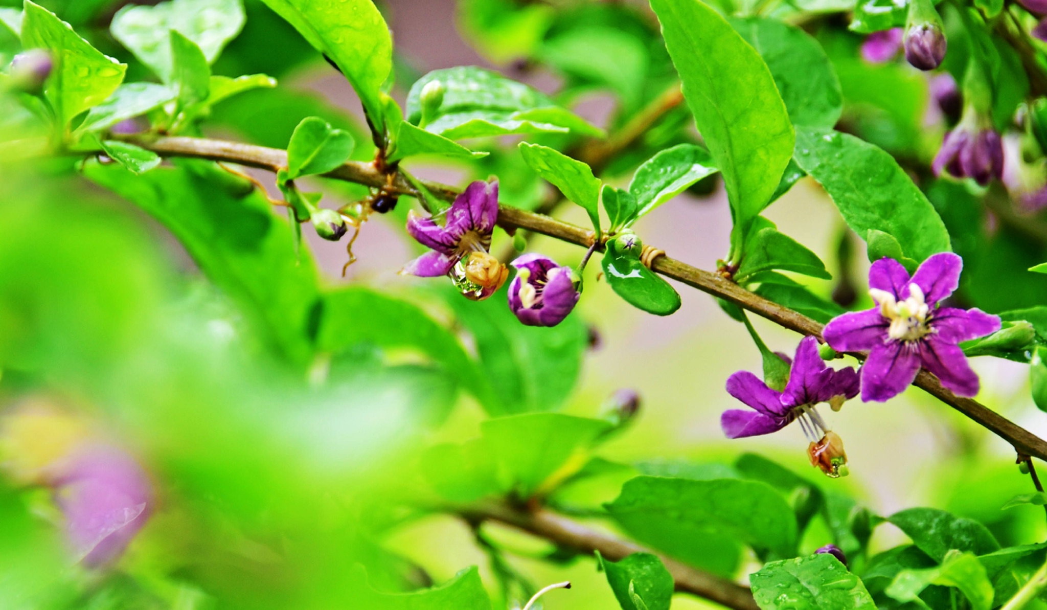 我家枸杞花正艳