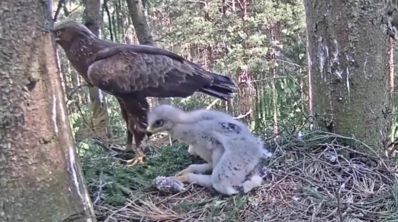 老鹰给幼鹰捉回一只小鸟幼鹰一口吃掉自己进食毫无压力