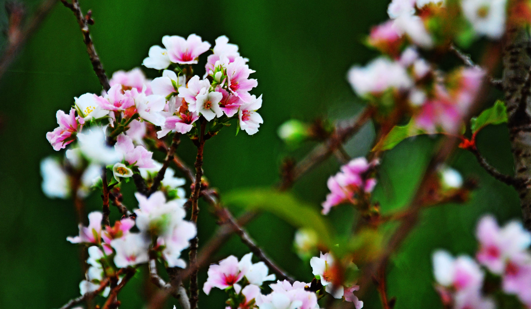 桃花盛开的秋天|看桃|锡山区|留影_新浪新闻