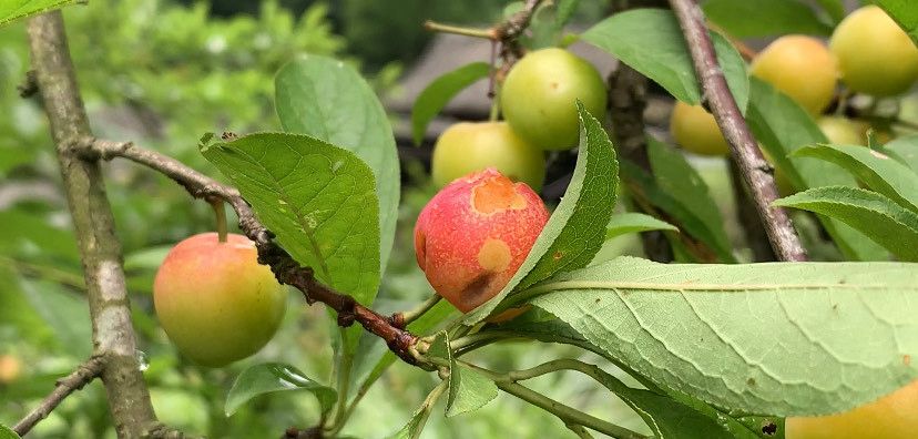 今年的秧李子又快熟了,小伙子忍不住尝了一下鲜