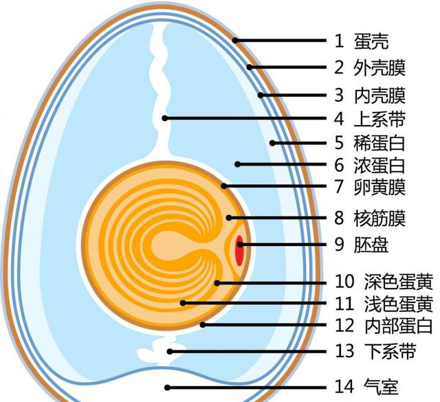 熟鸡蛋如何孵出小鸡鸡蛋生变熟发生了啥你得搞明白