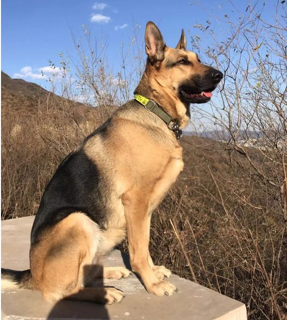 捷克狼犬昆明犬机警凶猛忠诚的特警奇兵