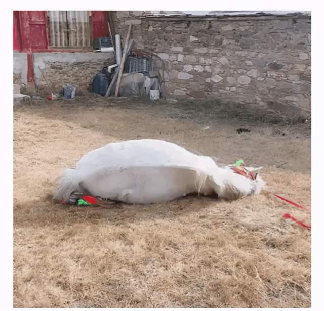 皆大欢喜!丁真喜提40万冠军马参加比赛,珍珠专心干饭当宠物