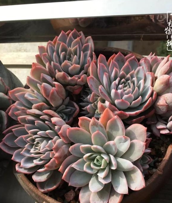 包雨区的多肉坚强是你最美的样子