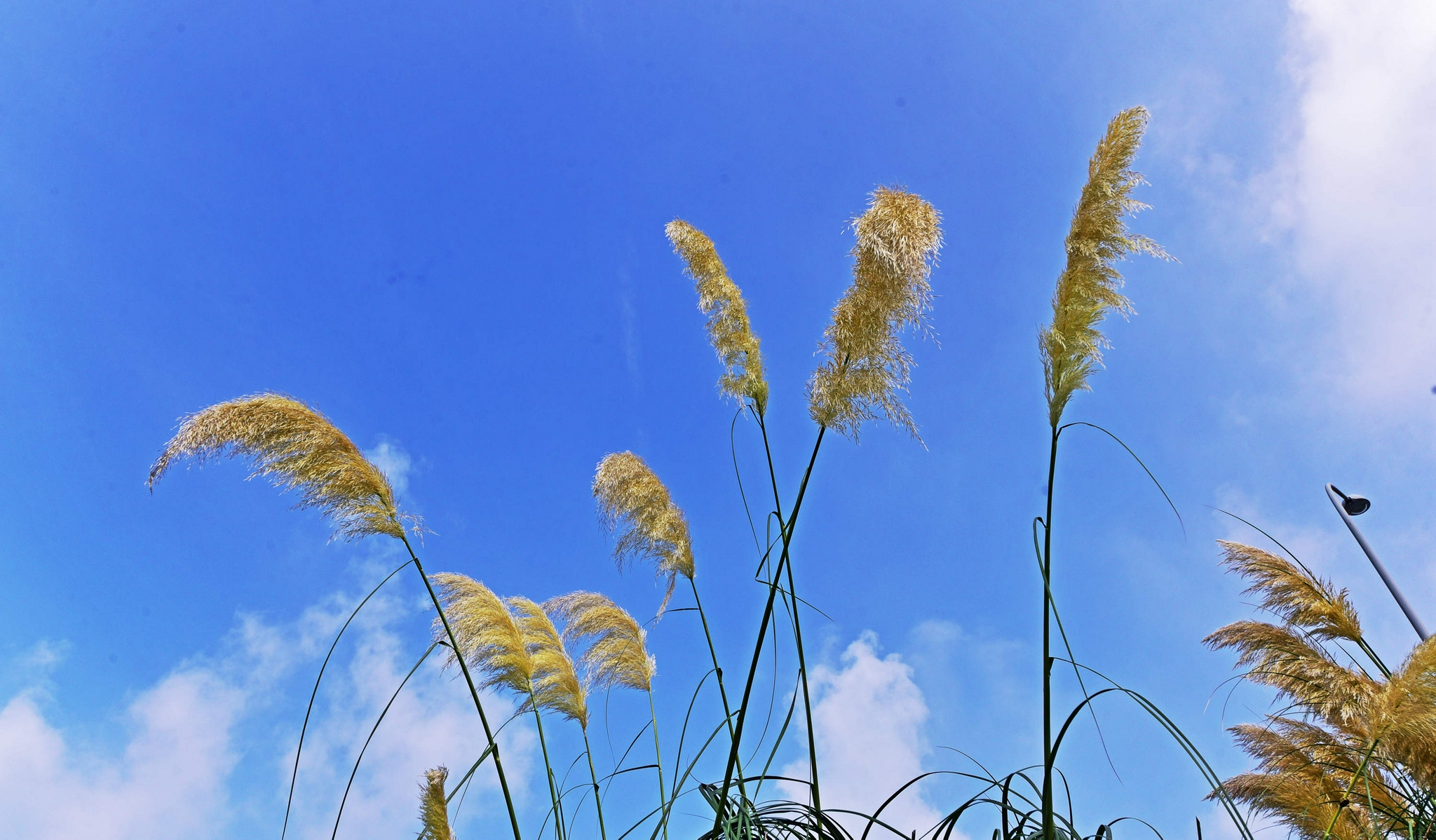 蒲苇摇曳诗画里碧水微澜映秋意