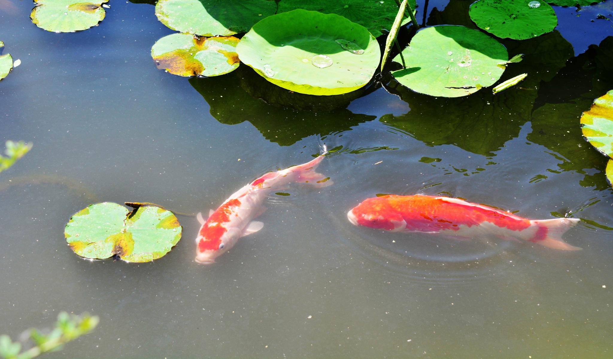 才见荷塘展新绿早有鱼戏莲叶间