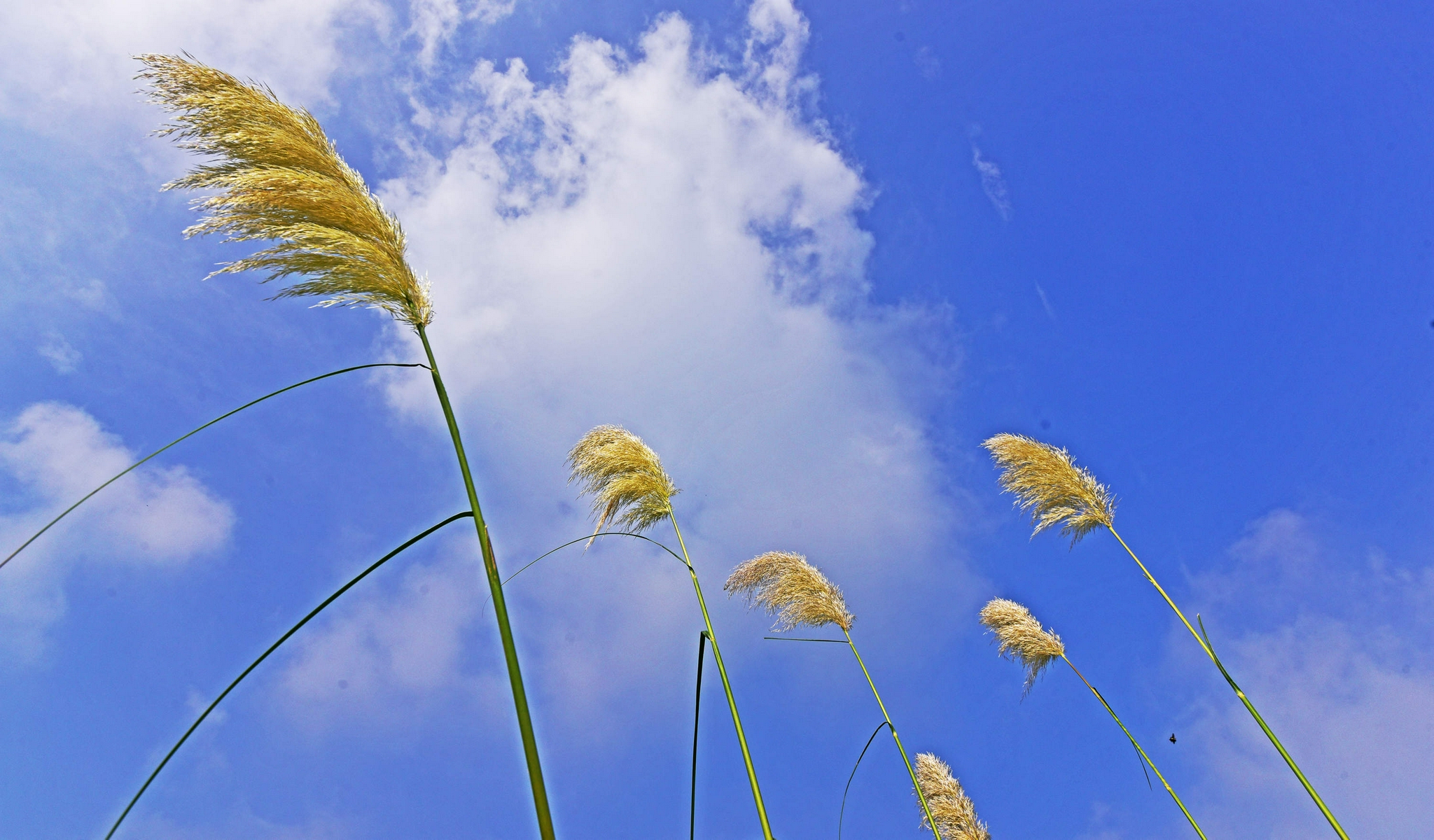 蒲苇摇曳诗画里碧水微澜映秋意