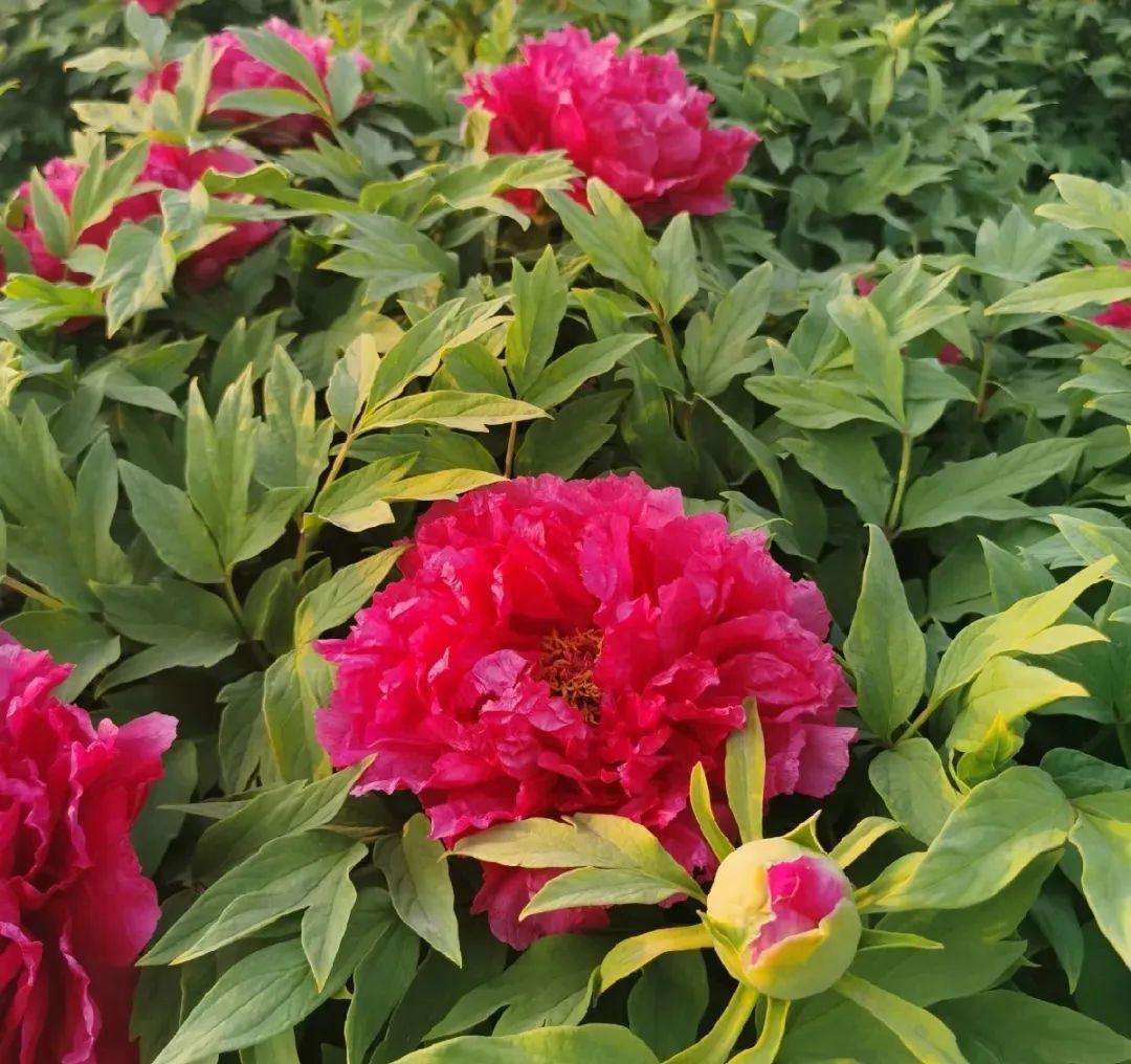 牡丹|花型|花瓣_新浪新闻